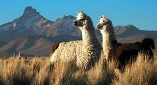 Send Money To Bolivia Transfers I Transfer Send Money To Bolivia Transfers